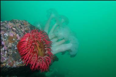 FISH-EATING AND PLUMOSE ANEMONES