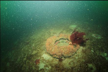 cup corals on a tire