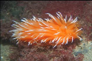 NUDIBRANCH 