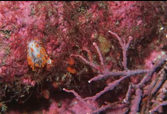 NUDIBRANCH AND CORALLINE ALGAE