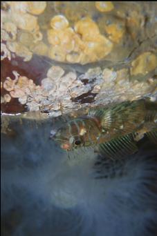 LONGFIN SCULPIN UNDER LEDGE