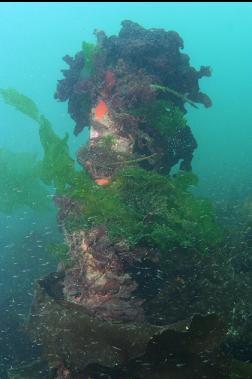 seaweed-covered metal thing sticking up