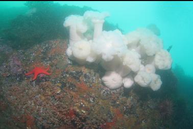 different plumose anemones