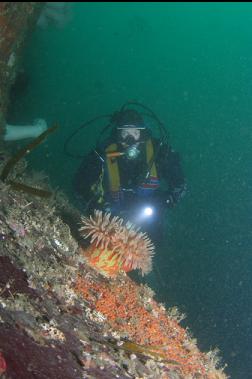 anemone at bottom of wall