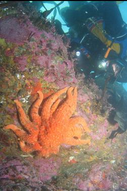 sunflower star in bay