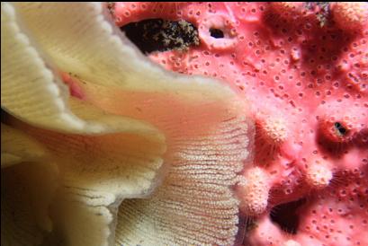 nudibranch eggs and hydrocoral