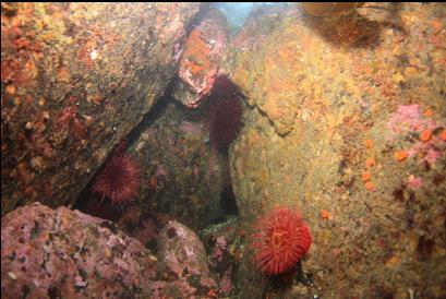 anemone in crack in shallows