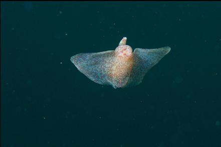 sea butterfly