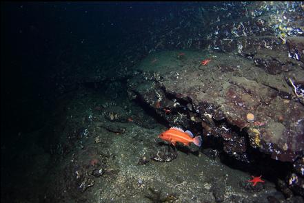 yelloweye rockfish