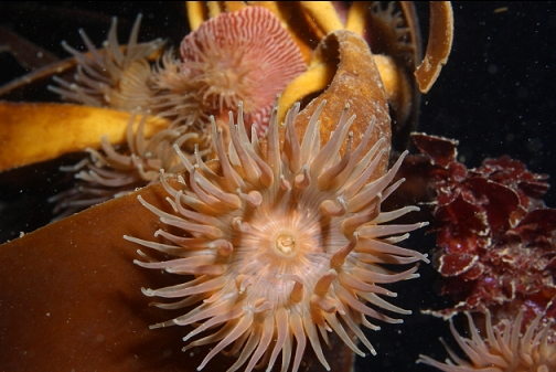 brooding anemone