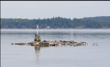 SEALS ON ROCKS