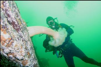 PLUMOSE ANEMONE ON REEF