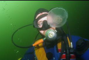 NORMAL-SIZED MOON JELLY