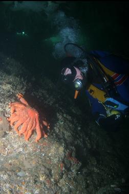 SUNFLOWER STAR IN CAVERN