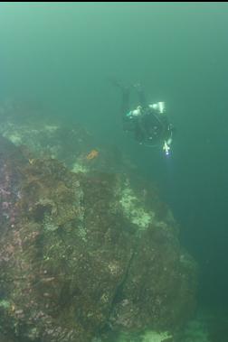 SHALLOWS AGAIN
