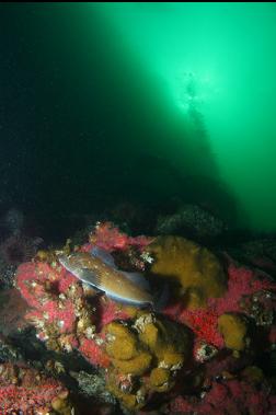 kelp greenling on wall