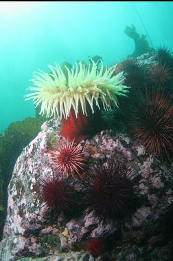 fish-eating anemone