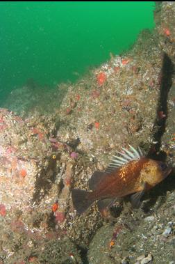 quillback rockfish on first dive