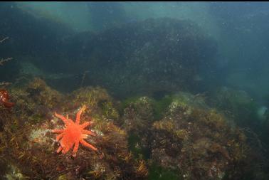 sunflower star in shallows