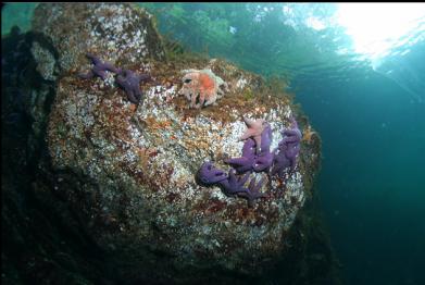 seastars near surface