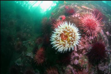 anemone and urchins