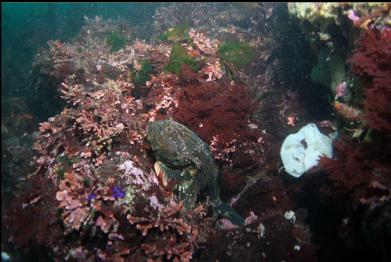 buffalo sculpin and white nudibranch eggs