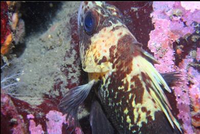 quillback rockfish