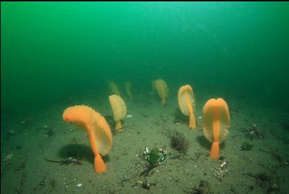 sea pens