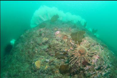 sunflower star on reef