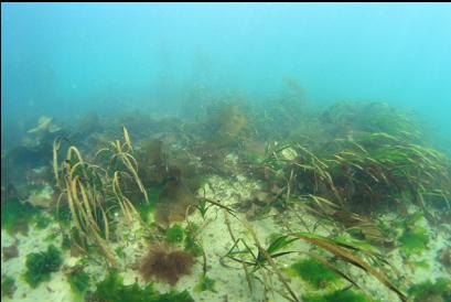 eelgrass in bay