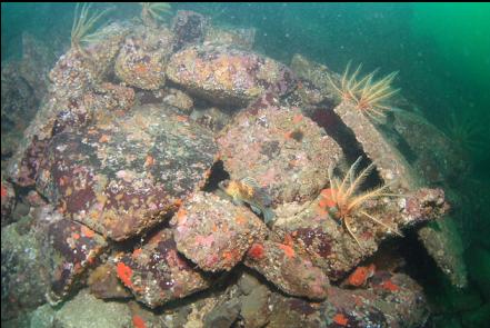 quillback rockfish on boulder pile