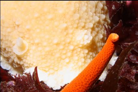 nudibranch and seastar arm