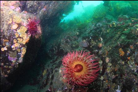 fish-eating anemone