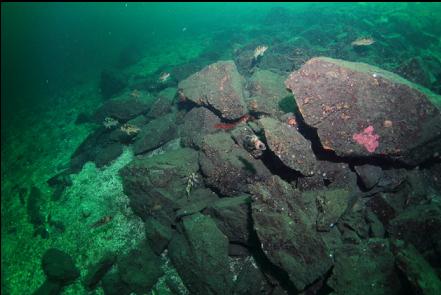 rockfish and boulders at the base of the slope