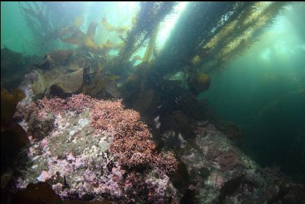 coralline algae and feather boa kelp