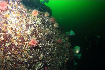 anemones on the wall