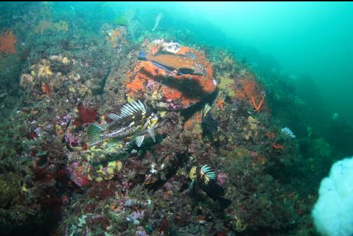 rockfish and kelp greenling