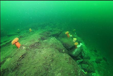 the side of the reef facing shore