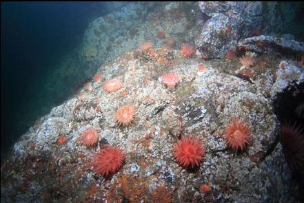 crimson anemones