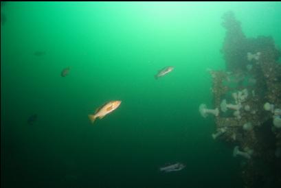 yellowtail and black rockfish