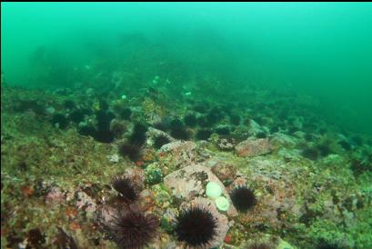 urchins 30 feet deep
