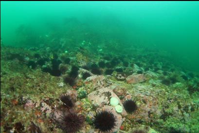 urchins 30 feet deep