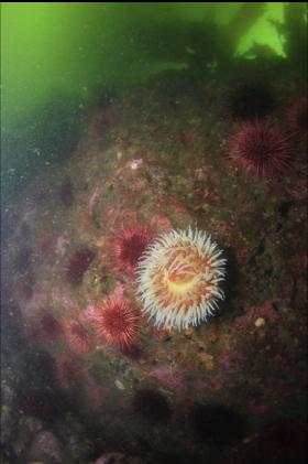 fish-eating anemone