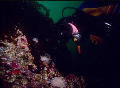 ALABASTER NUDIBRANCHS