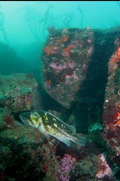 COPPER ROCKFISH