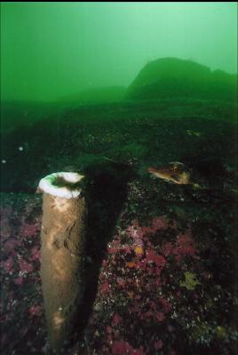 SPONGE AND QUILLBACK ROCKFISH