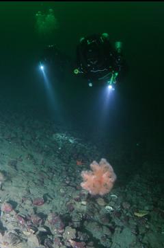 PLUMOSE ANEMONE