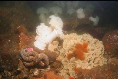 sponge, anemones, etc