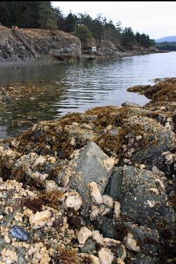 oysters on rocks