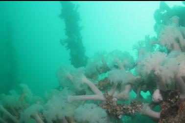 anemones on guardrails